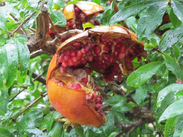 Эмилия-Романья вдоль и немного поперёк (Болонья и окрестности). Часть 9