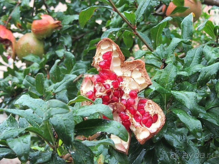 Эмилия-Романья вдоль и немного поперёк (Болонья и окрестности). Часть 9