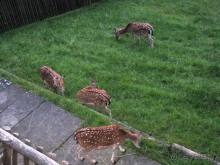 Швейцария: полстраны за 3 дня