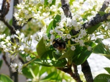 Альбом отзыва "Кольцо мечты: Каталония, Пиренеи и Коста-Брава - по обе стороны границы. Часть 7"