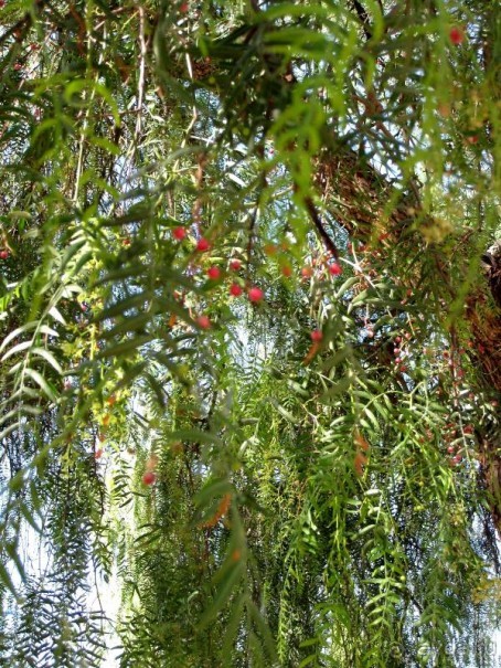 Прогулки по Андалусии (Малага, Ронда, АНТЕКЕРА). Часть 3.