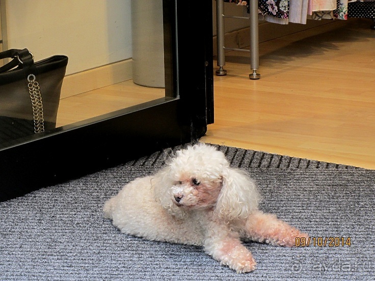 От Чинкве Терре до Флоренции, или боже, спаси Италию! Часть 4