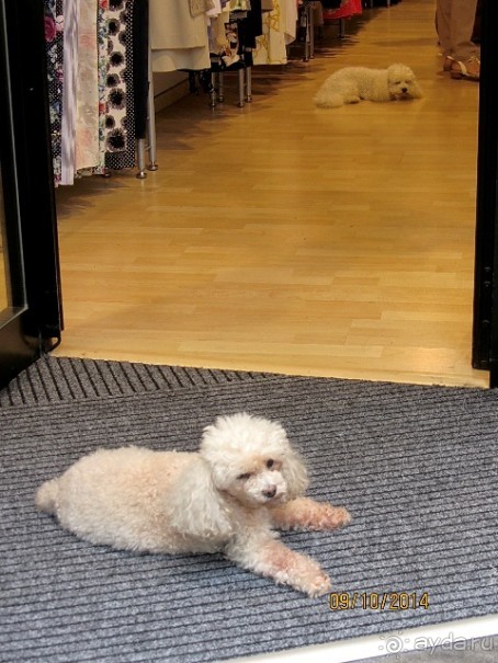 От Чинкве Терре до Флоренции, или боже, спаси Италию! Часть 4