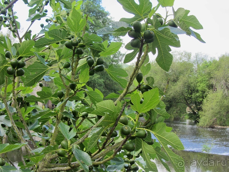 Испанская "Камчатка" - Галисия. Городские путешествия. Часть 3