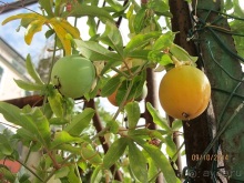 От Чинкве Терре до Флоренции, или боже, спаси Италию! Часть 3