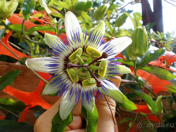 От Чинкве Терре до Флоренции, или боже, спаси Италию! Часть 3