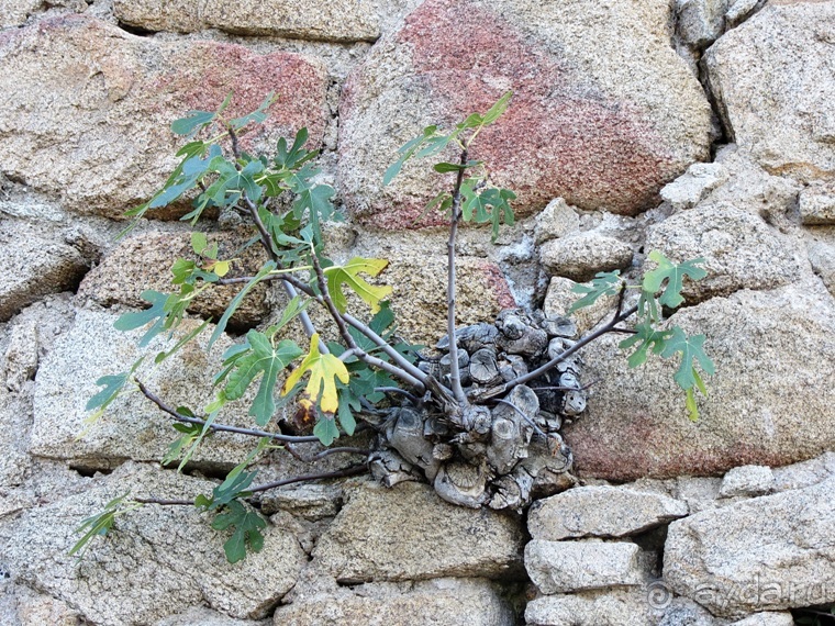 Как мы спасали ёжика и другие прогулки по Кастилии и вокруг Мадрида. Часть 1
