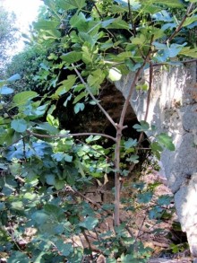 Как мы спасали ёжика и другие прогулки по Кастилии и вокруг Мадрида. Часть 1