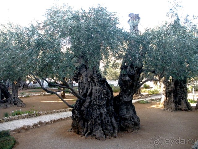 Иерусалим за 3 дня – с претензией на путеводитель. Дни 3 и 4