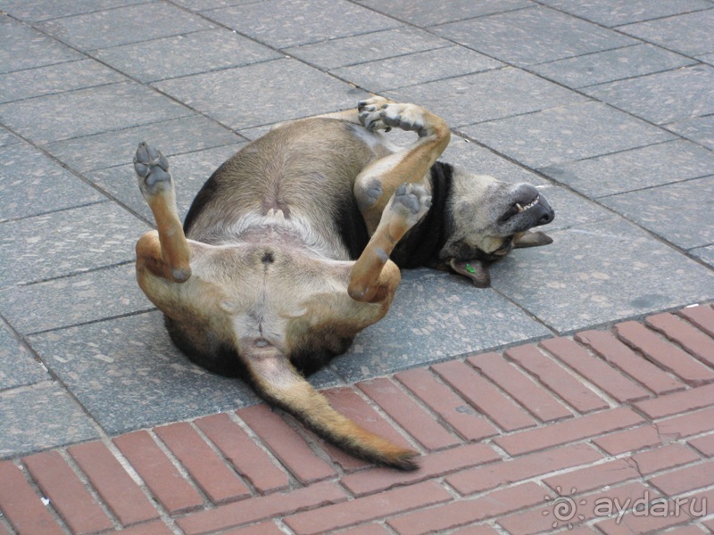 Турция: В Истанбуле, в Константинополе ...