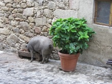 Как мы спасали ёжика и другие прогулки по Кастилии и вокруг Мадрида. Часть 9