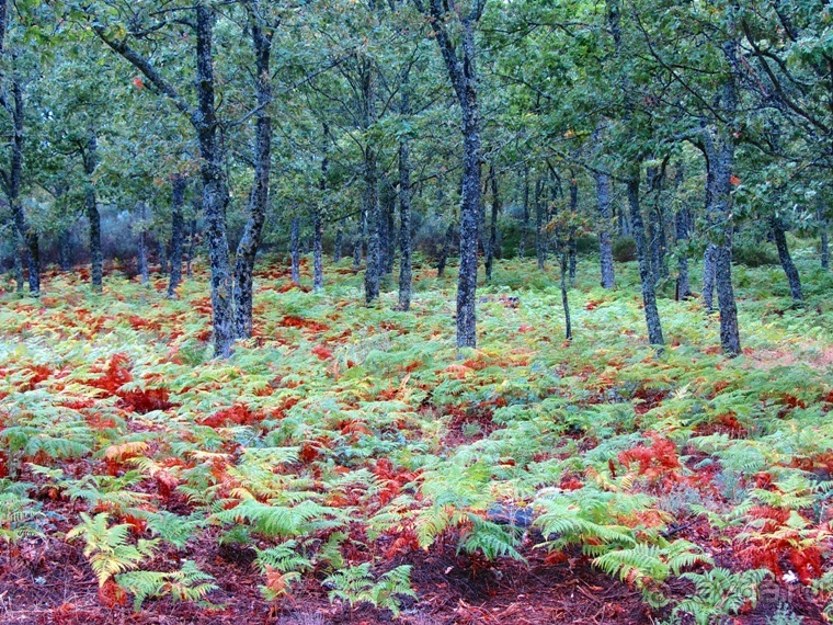 Как мы спасали ёжика и другие прогулки по Кастилии и вокруг Мадрида. Часть 9
