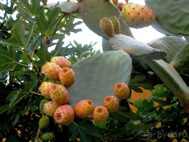 Альбом отзыва "Сицилия–страна камней и кактусов (неделя в сентябре)"