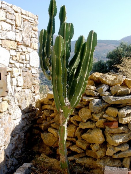 Альбом отзыва "Сицилия–страна камней и кактусов (неделя в сентябре)"