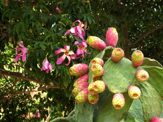 Альбом отзыва "Сицилия–страна камней и кактусов (неделя в сентябре)"