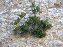 Альбом отзыва "Сицилия–страна камней и кактусов (неделя в сентябре)"