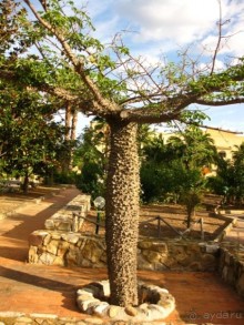 Сицилия–страна камней и кактусов (неделя в сентябре)