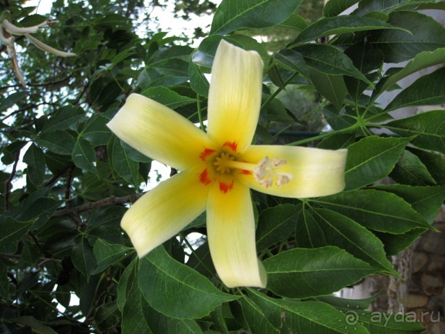 Альбом отзыва "Сицилия–страна камней и кактусов (неделя в сентябре)"