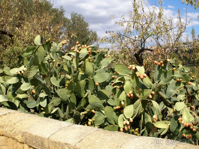 Сицилия–страна камней и кактусов (неделя в сентябре)