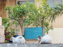 Второе пришествие в Израиль: Тель-Авив - Хайфа - Акко - Цфат - Галилея. Часть 8