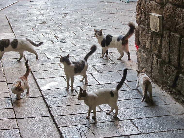 Второе пришествие в Израиль: Тель-Авив - Хайфа - Акко - Цфат - Галилея. Часть 8