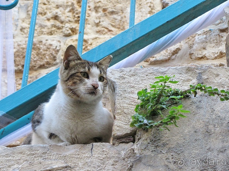 Второе пришествие в Израиль: Тель-Авив - Хайфа - Акко - Цфат - Галилея. Часть 8