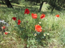Провинциальная Испания - Сория и окрестности (две Кастилии, Наварра и Арагон). Часть 7