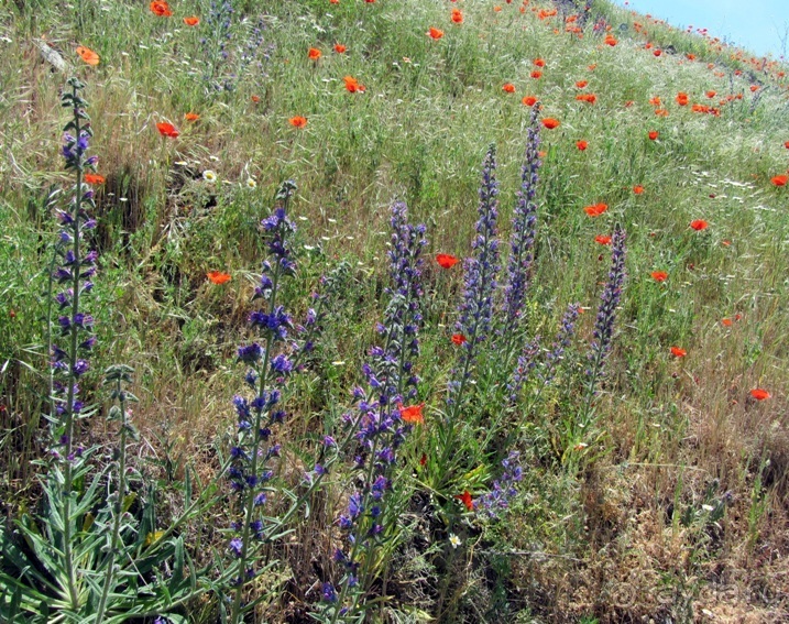 Провинциальная Испания - Сория и окрестности (две Кастилии, Наварра и Арагон). Часть 7