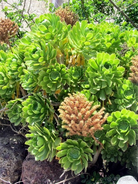 Санторинский кальдероскоп. Белое на голубом. Голубое на белом. Часть 8