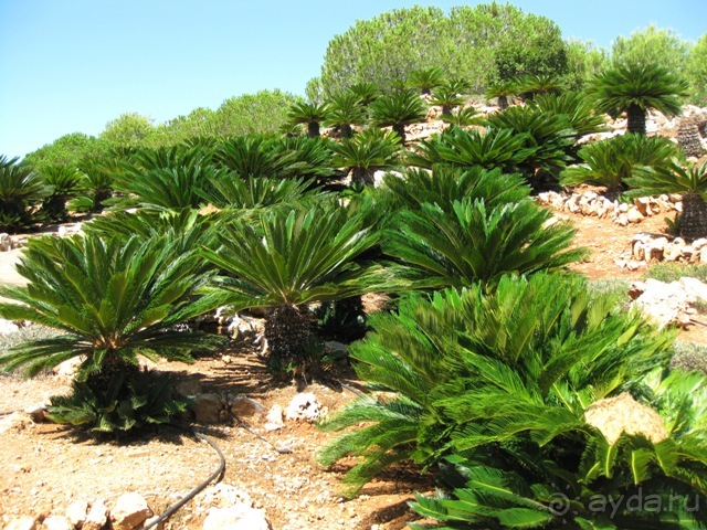 Снова в Испанию, или прогулки по Майорке. День 4.