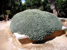 Снова в Испанию, или прогулки по Майорке. День 4.