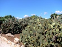 Снова в Испанию, или прогулки по Майорке. День 4.