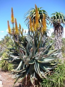 Снова в Испанию, или прогулки по Майорке. День 4.