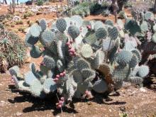 Снова в Испанию, или прогулки по Майорке. День 4.