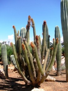 Снова в Испанию, или прогулки по Майорке. День 4.