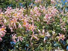 Снова в Испанию, или прогулки по Майорке. День 4.