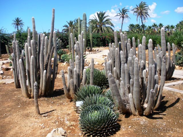 Снова в Испанию, или прогулки по Майорке. День 4.