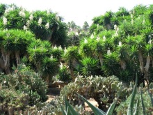 Снова в Испанию, или прогулки по Майорке. День 4.