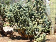 Снова в Испанию, или прогулки по Майорке. День 4.