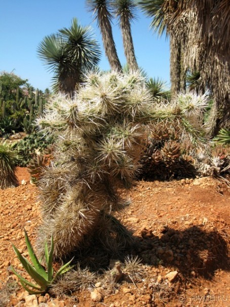 Снова в Испанию, или прогулки по Майорке. День 4.