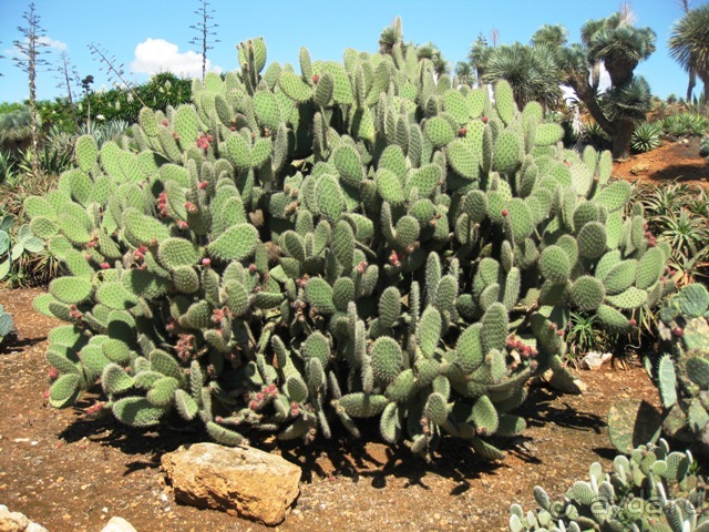 Снова в Испанию, или прогулки по Майорке. День 4.