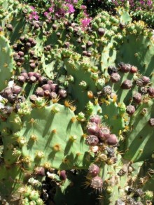 Снова в Испанию, или прогулки по Майорке. День 4.