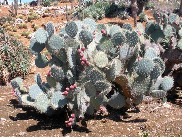 Снова в Испанию, или прогулки по Майорке. День 4.