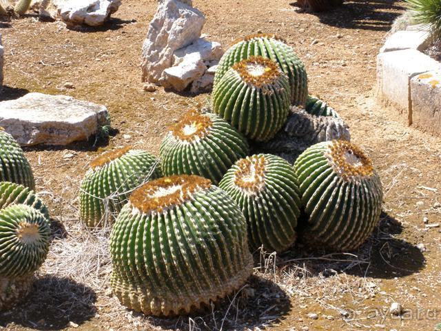 Снова в Испанию, или прогулки по Майорке. День 4.