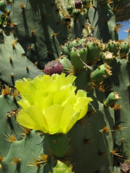 Снова в Испанию, или прогулки по Майорке. День 4.