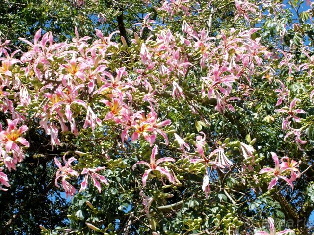 Снова в Испанию, или прогулки по Майорке. День 4.