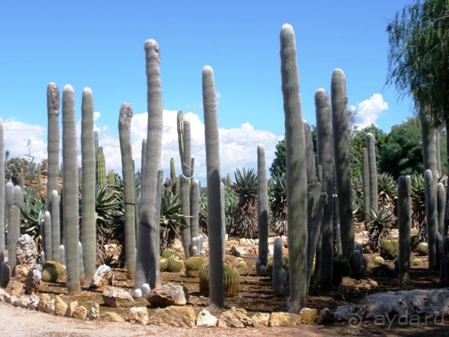 Снова в Испанию, или прогулки по Майорке. День 4.