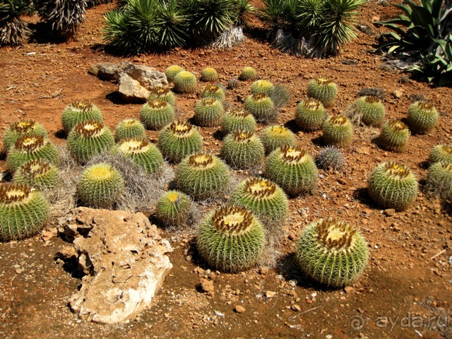 Снова в Испанию, или прогулки по Майорке. День 4.