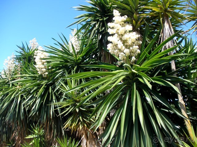 Снова в Испанию, или прогулки по Майорке. День 4.