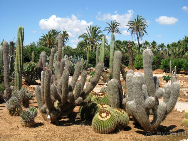 Снова в Испанию, или прогулки по Майорке. День 4.